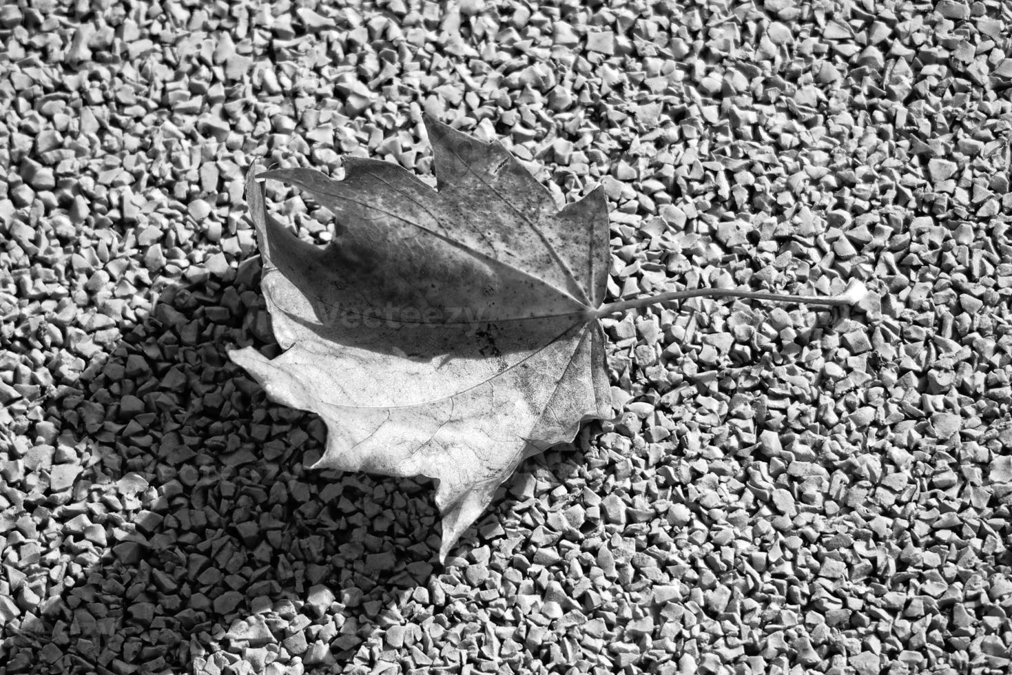 autumn fallen leaf lying on a brown background photo