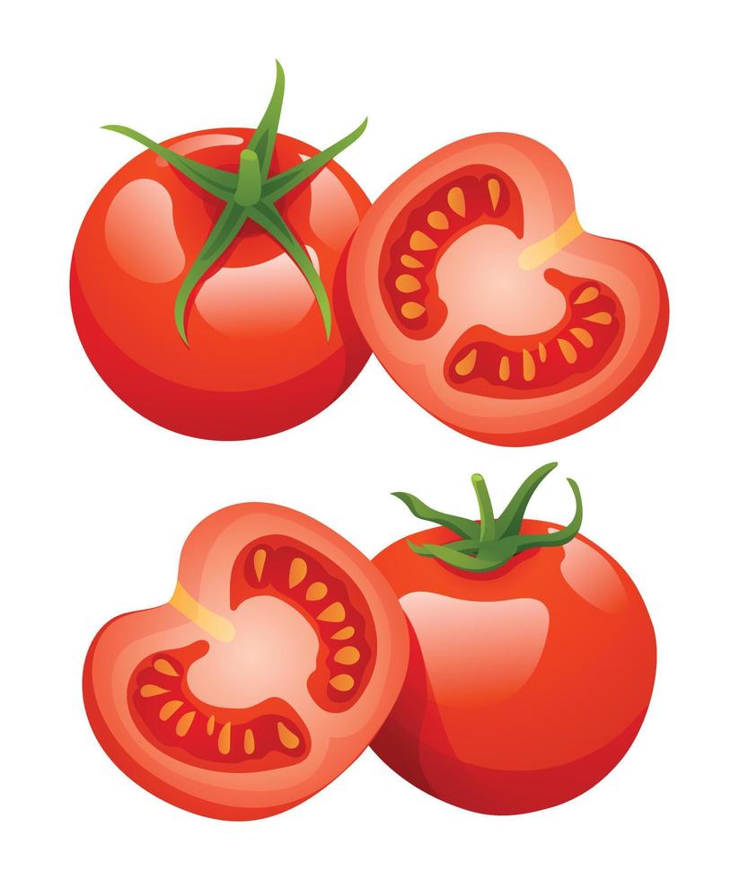 Set of tomato illustrations isolated on white background vector