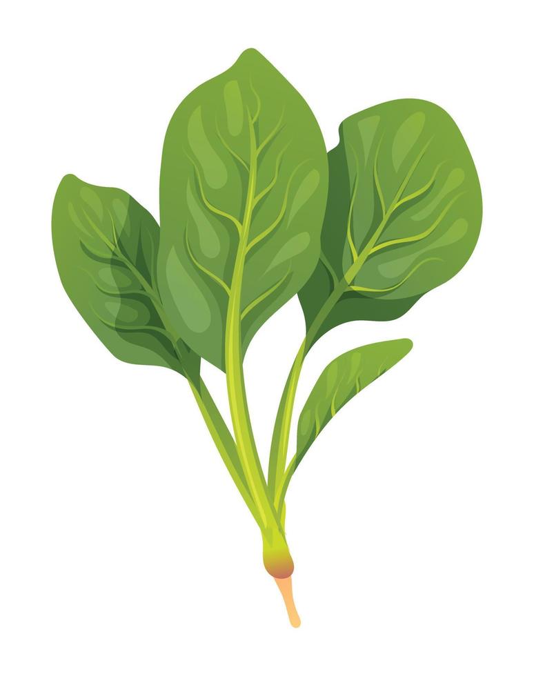 Spinach vector illustration. Fresh vegetable isolated on white background