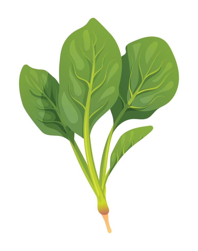 Espinacas vector ilustración. Fresco vegetal aislado en blanco antecedentes