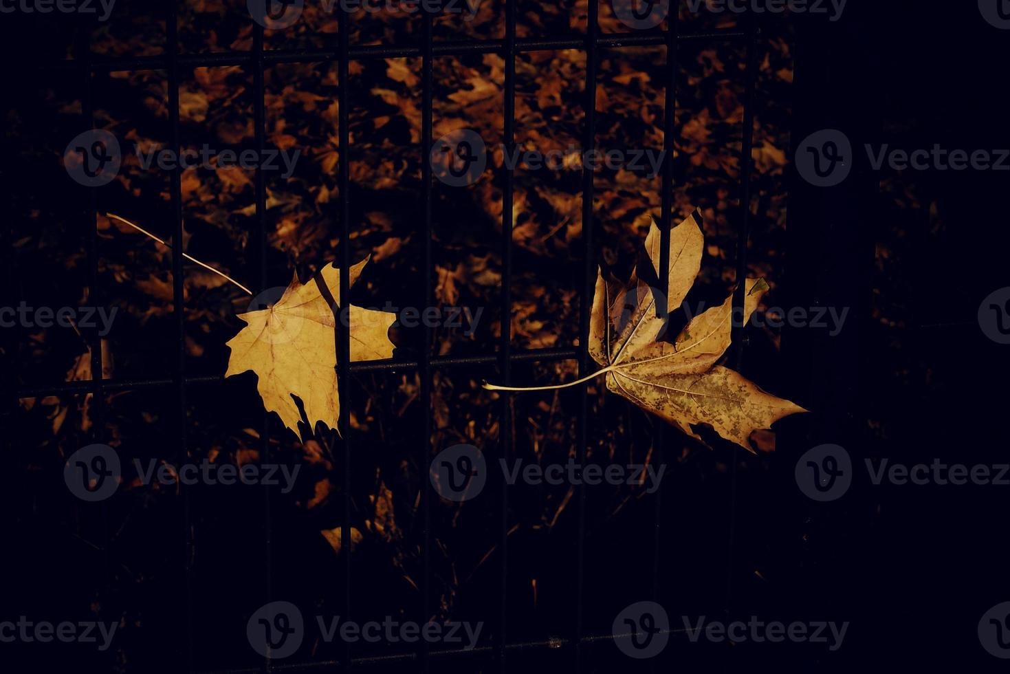 autumn golden maple leaf on a metal fence photo