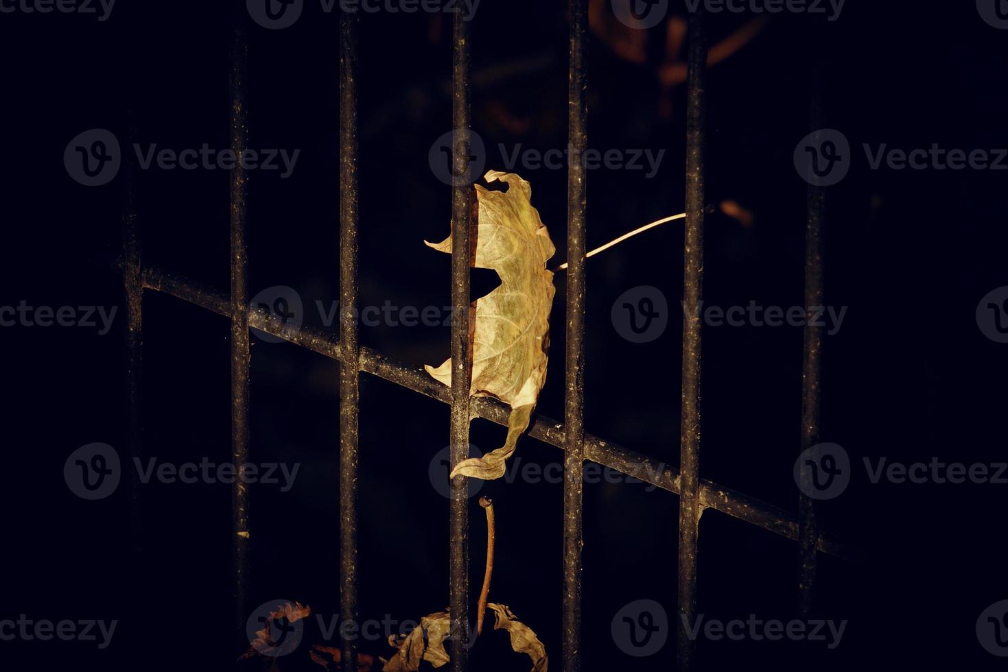 autumn golden maple leaf on a metal fence photo