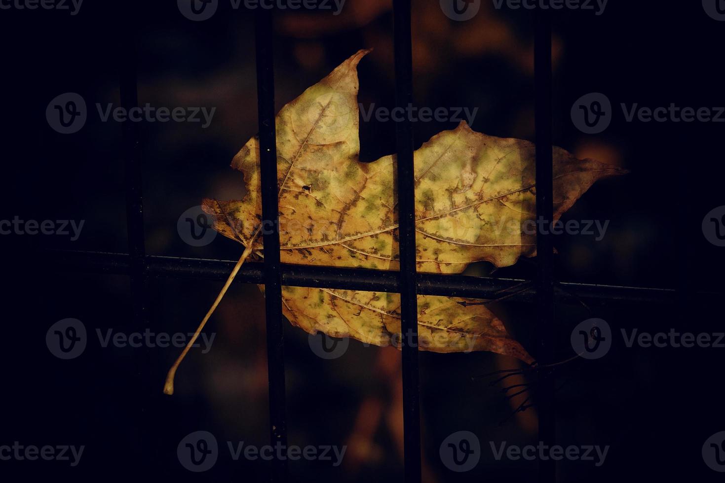 autumn golden maple leaf on a metal fence photo