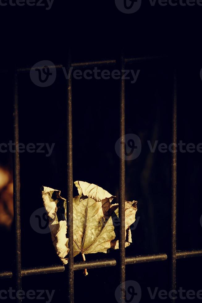 autumn golden maple leaf on a metal fence photo