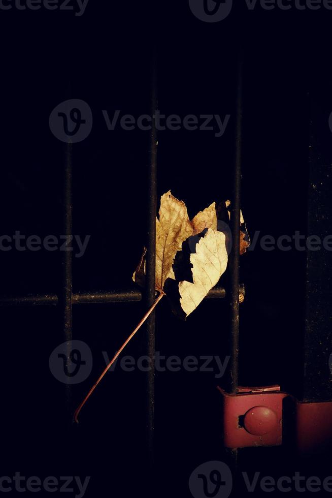 autumn golden maple leaf on a metal fence photo