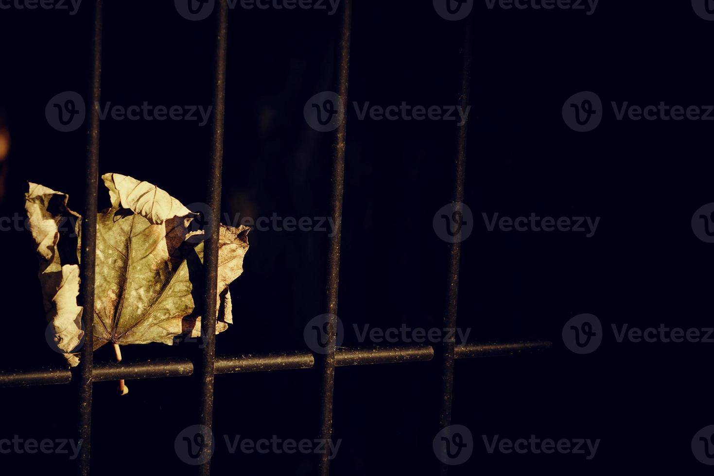 autumn golden maple leaf on a metal fence photo