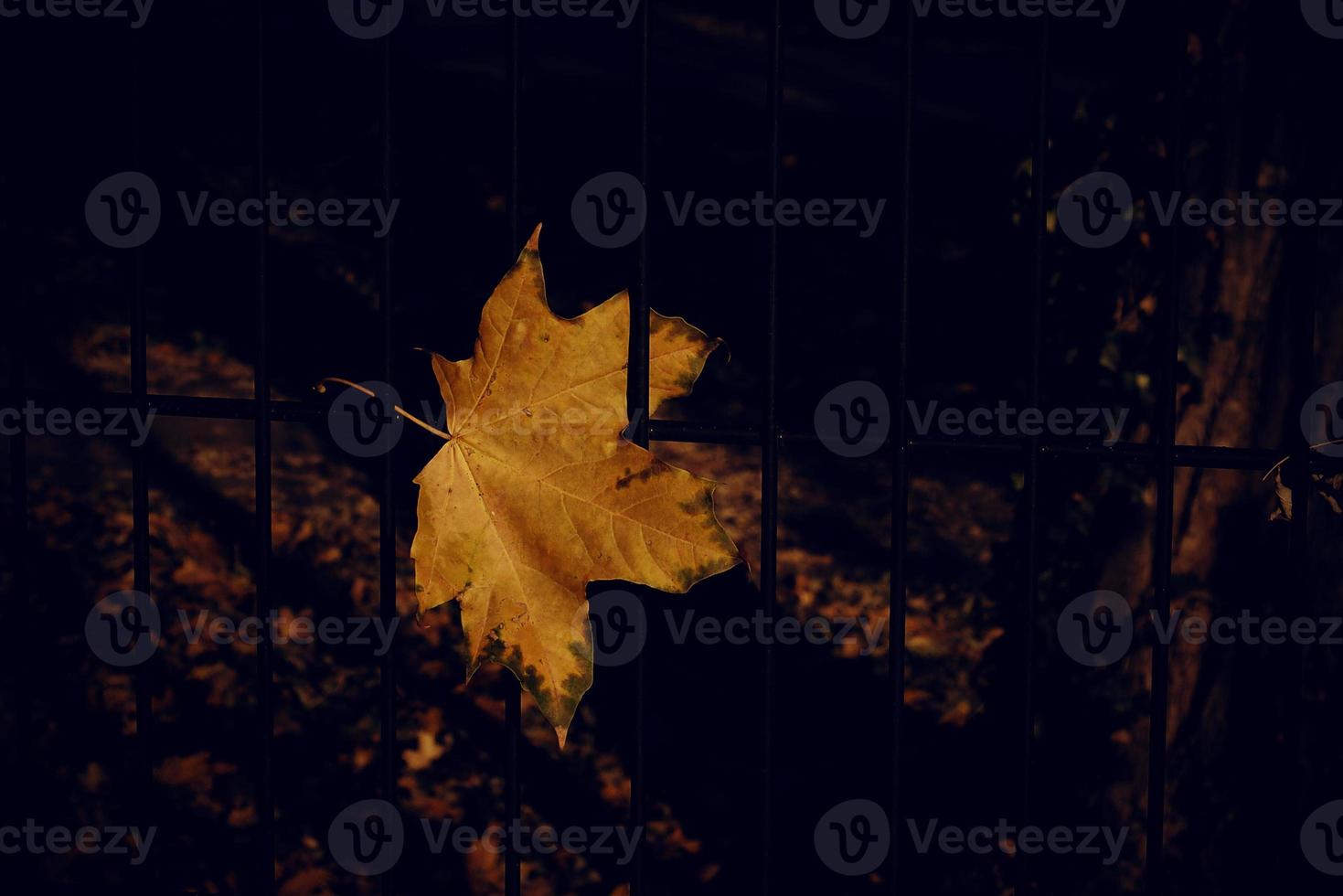 otoño dorado arce hoja en un metal cerca foto