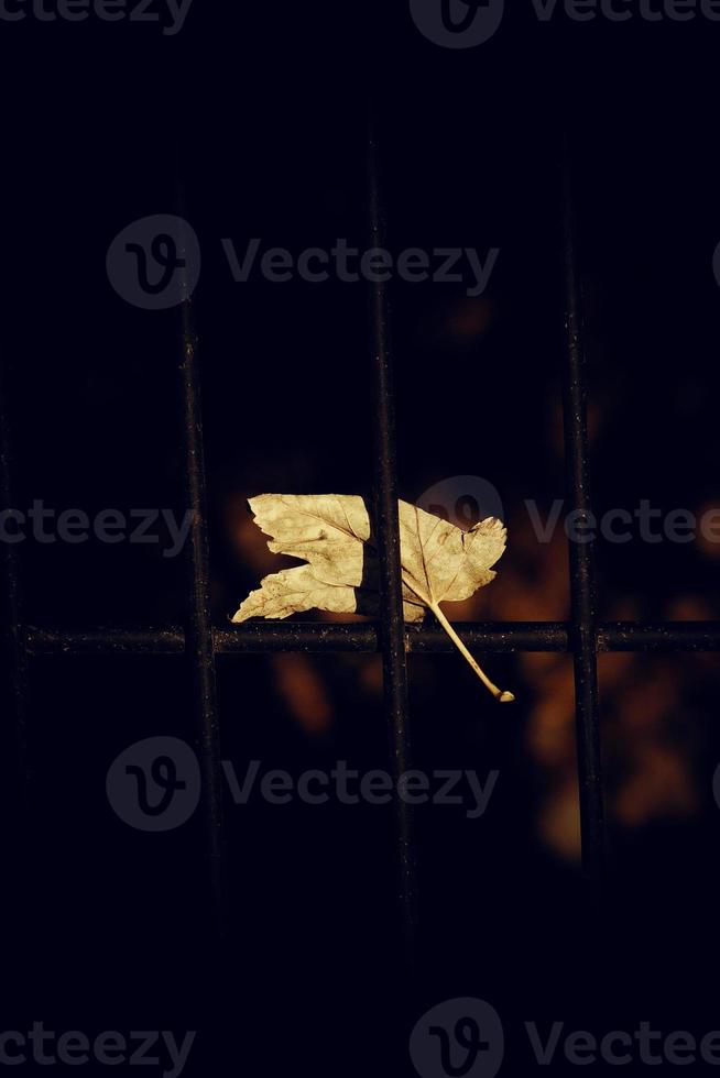 autumn golden maple leaf on a metal fence photo