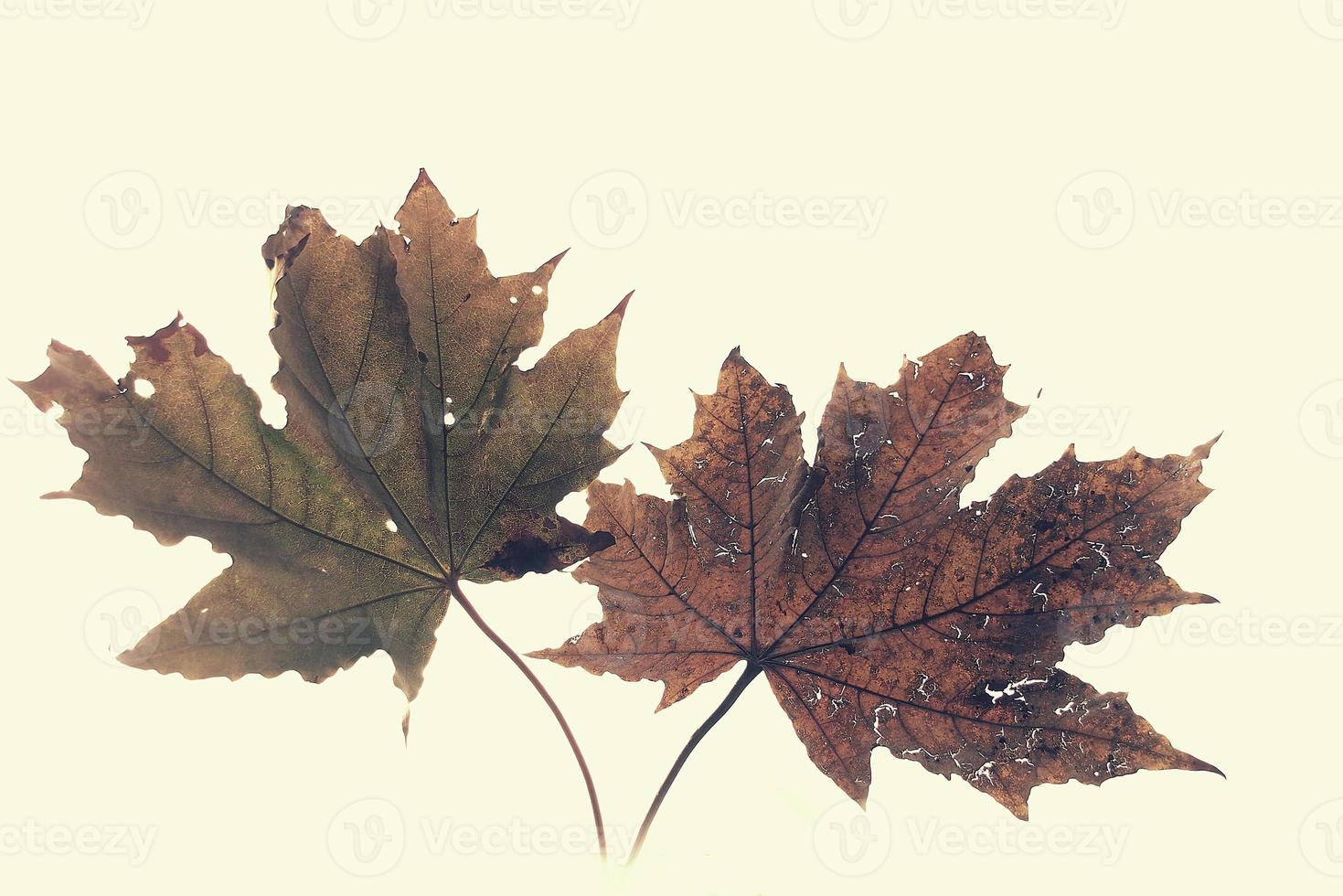 brown autumn maple leaf isolated on white background photo