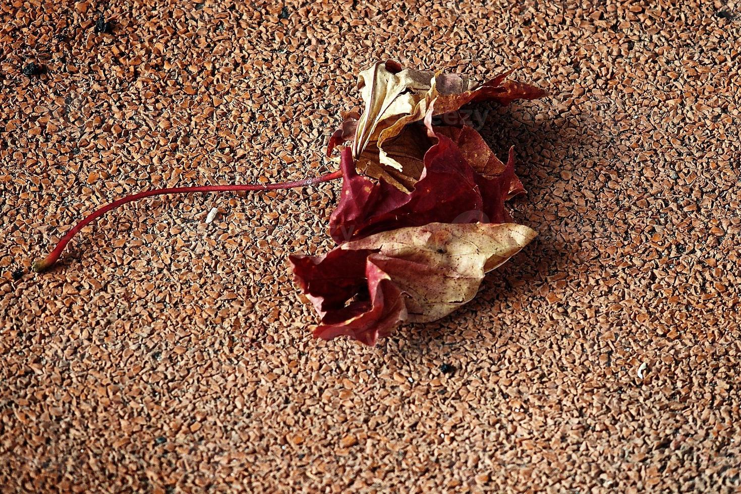 otoño caído hoja acostado en un marrón antecedentes foto