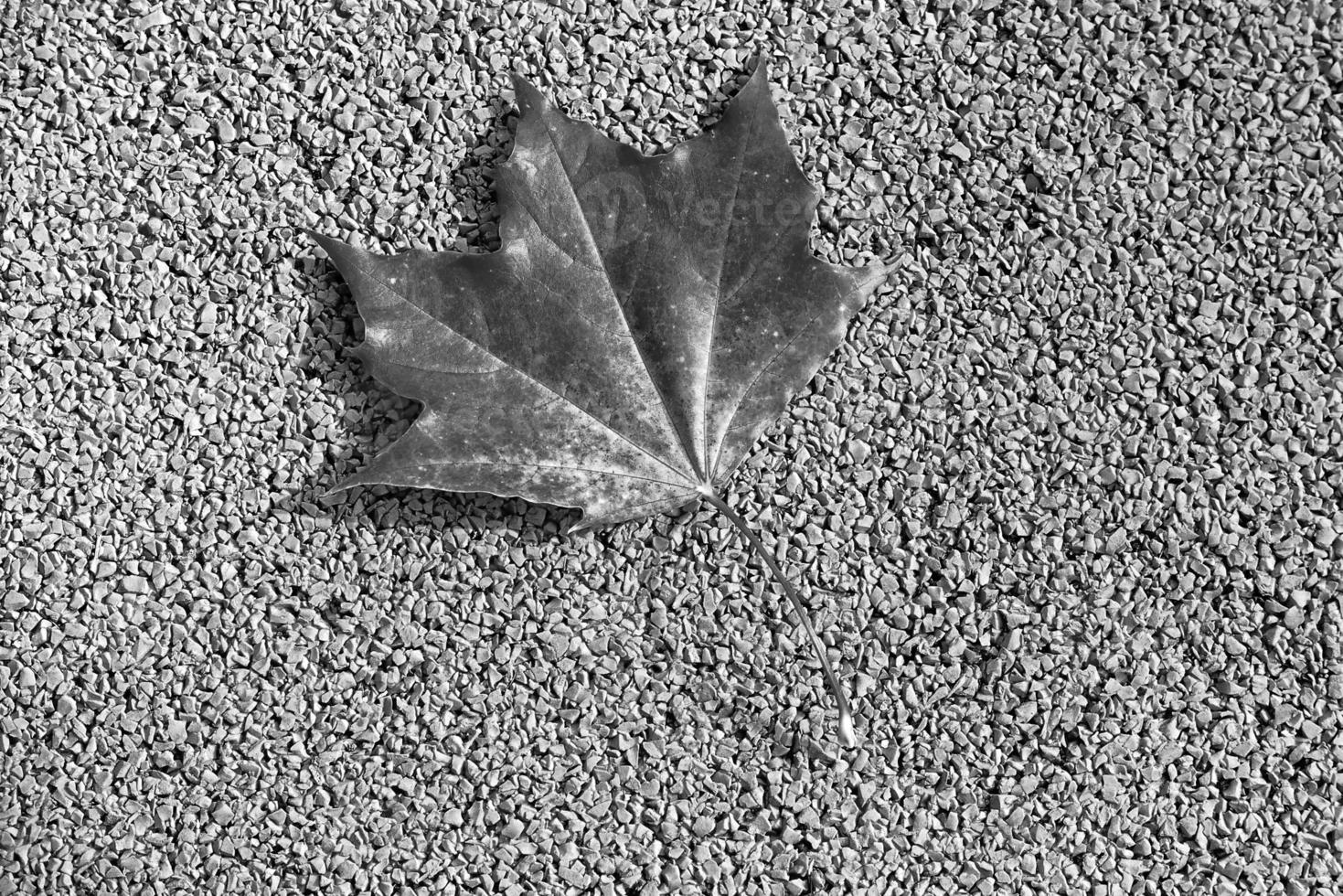 otoño caído hoja acostado en un marrón antecedentes foto