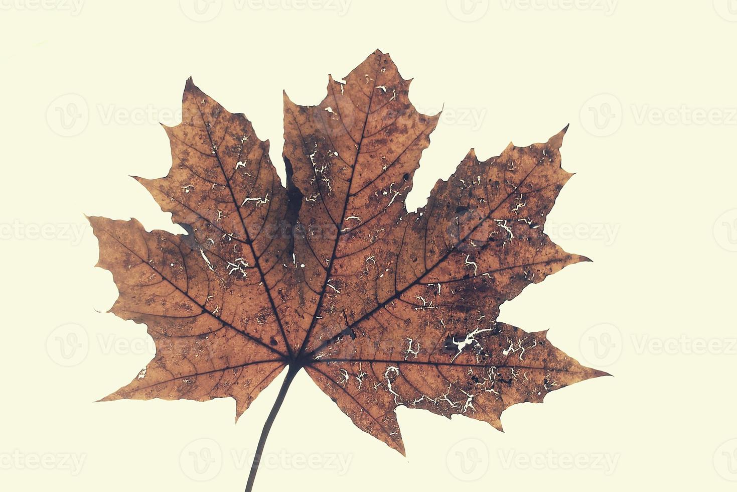 brown autumn maple leaf isolated on white background photo