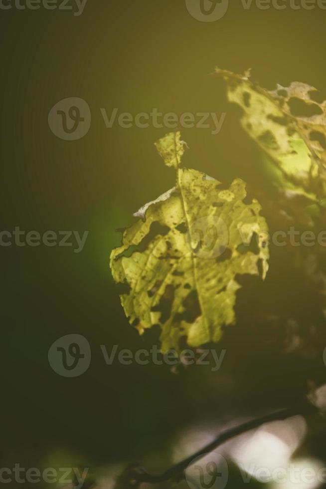 openwork autumn leaves in the sun photo