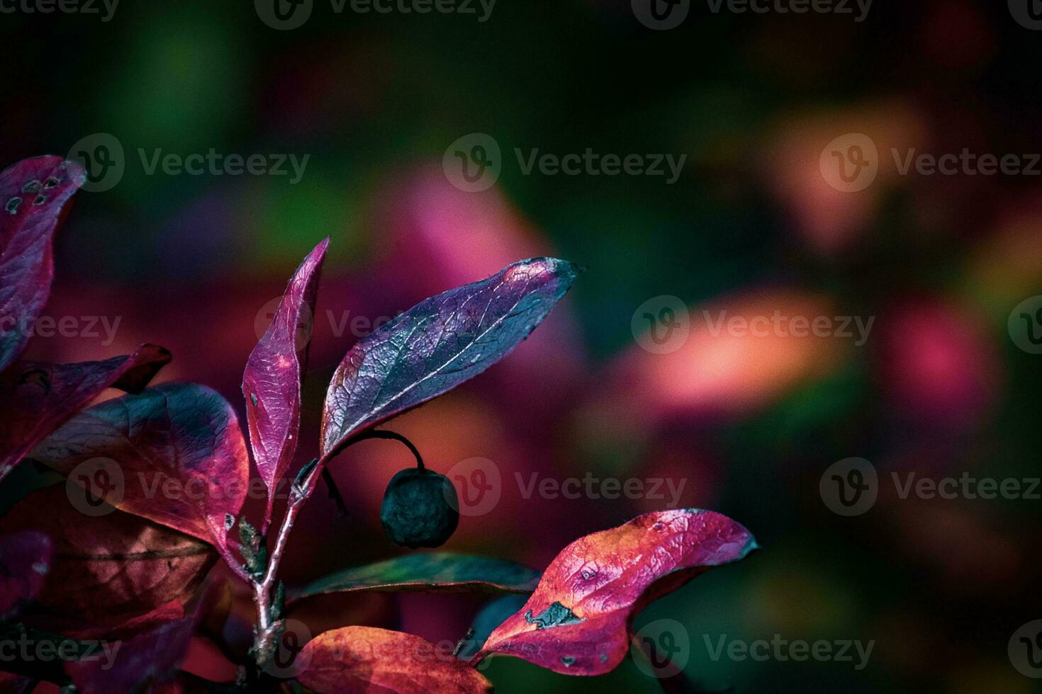 red leaves of a bush in the warm autumn sun photo