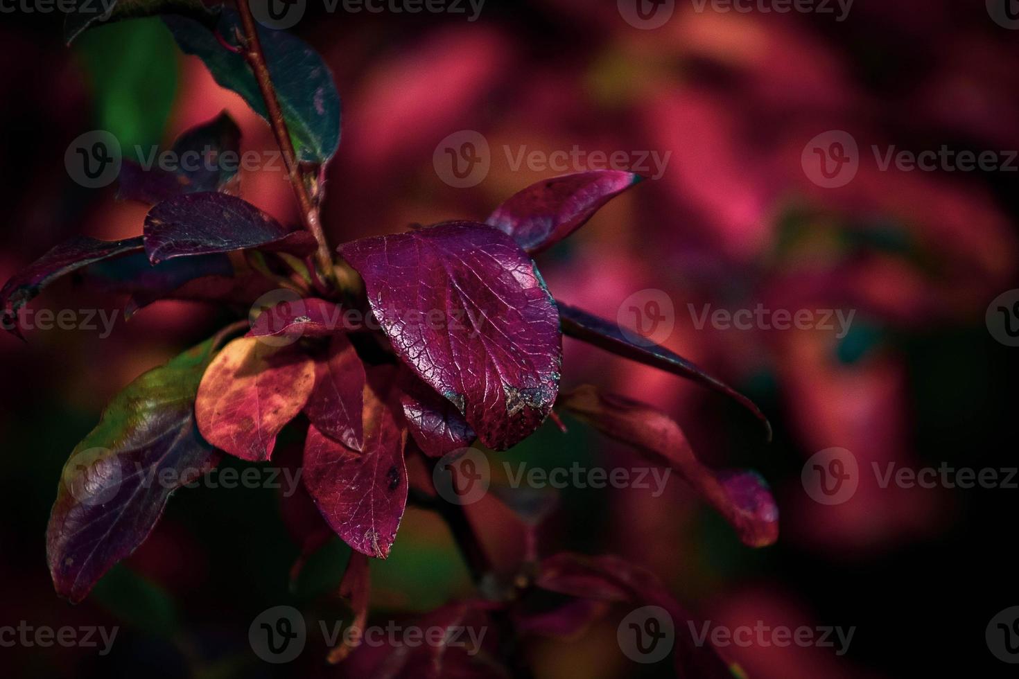 red leaves of a bush in the warm autumn sun photo