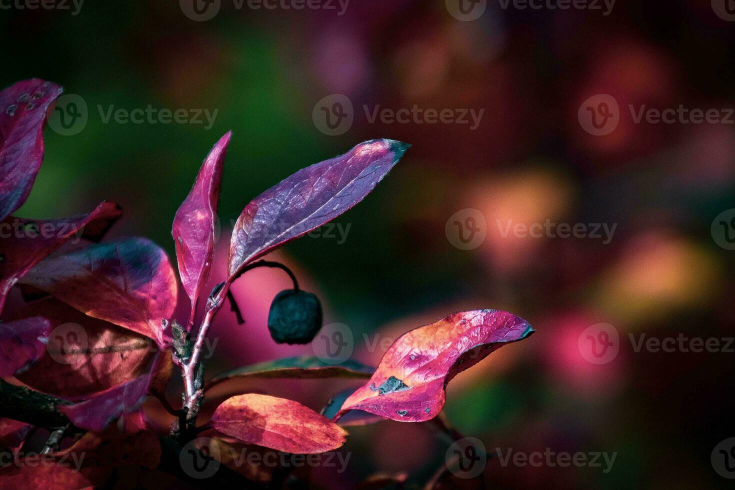 red leaves of a bush in the warm autumn sun photo