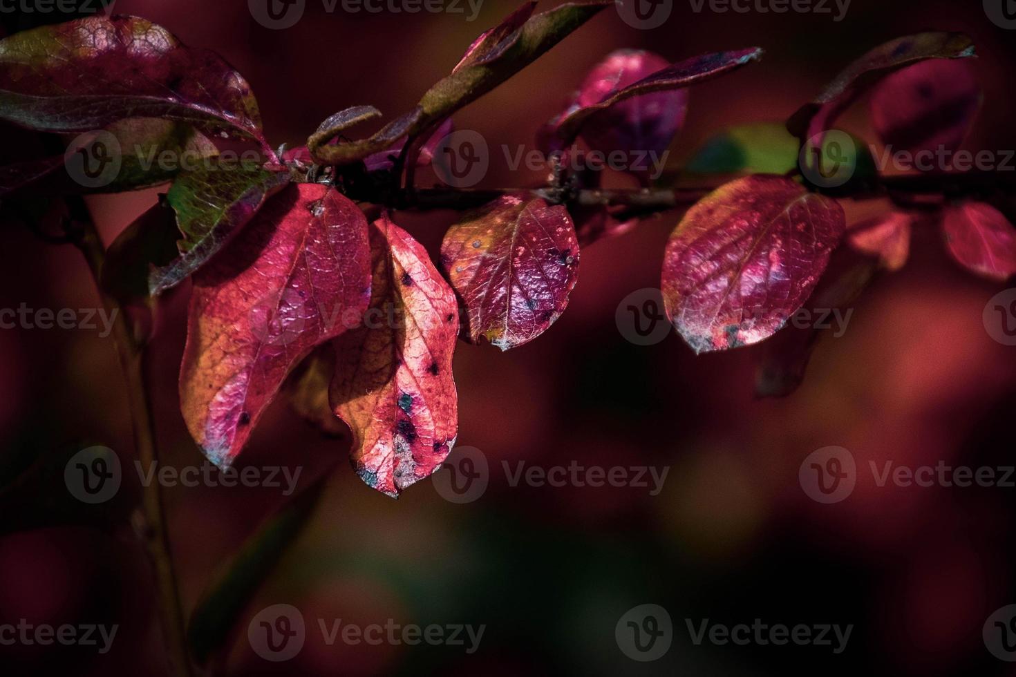 red leaves of a bush in the warm autumn sun photo
