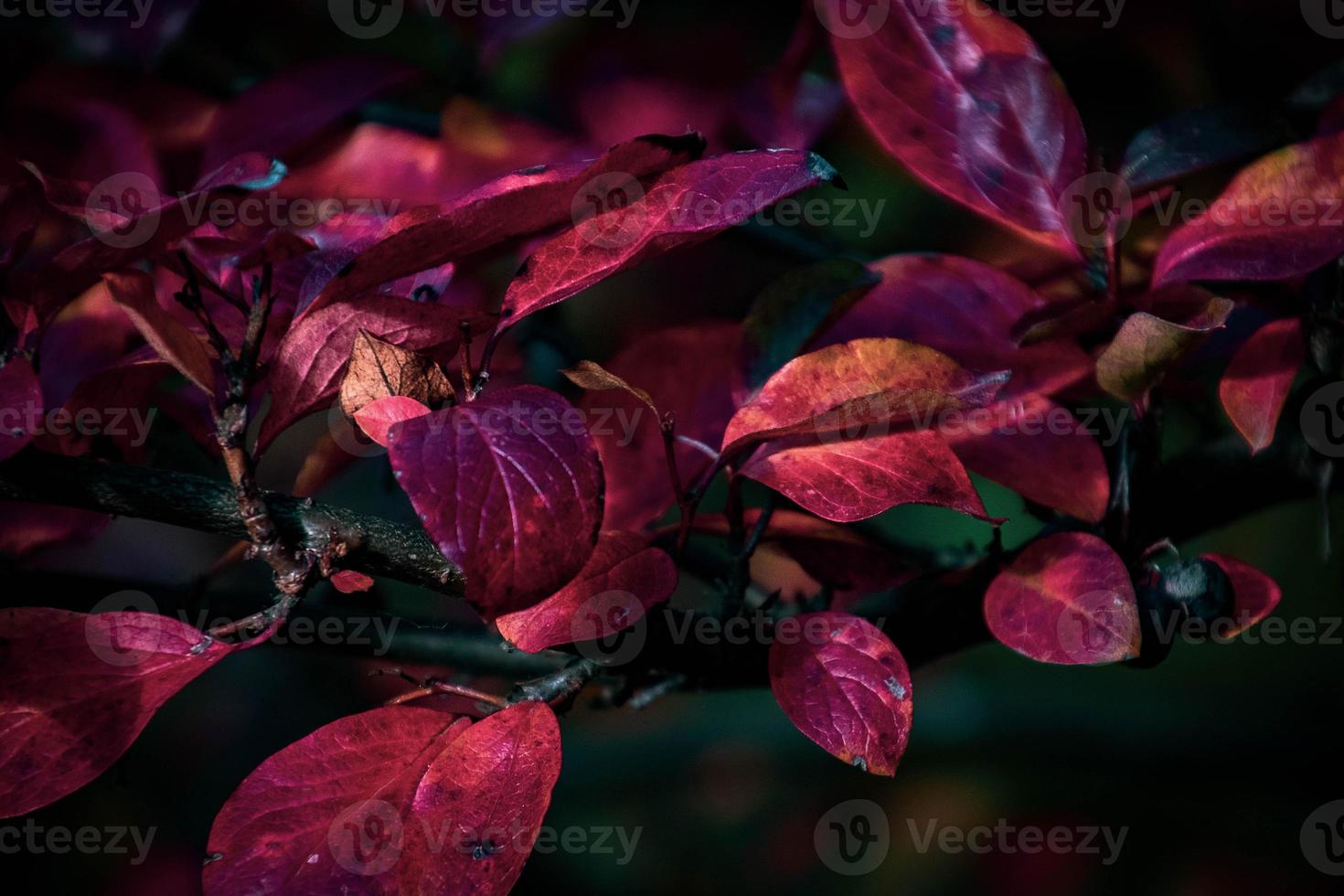 red leaves of a bush in the warm autumn sun photo