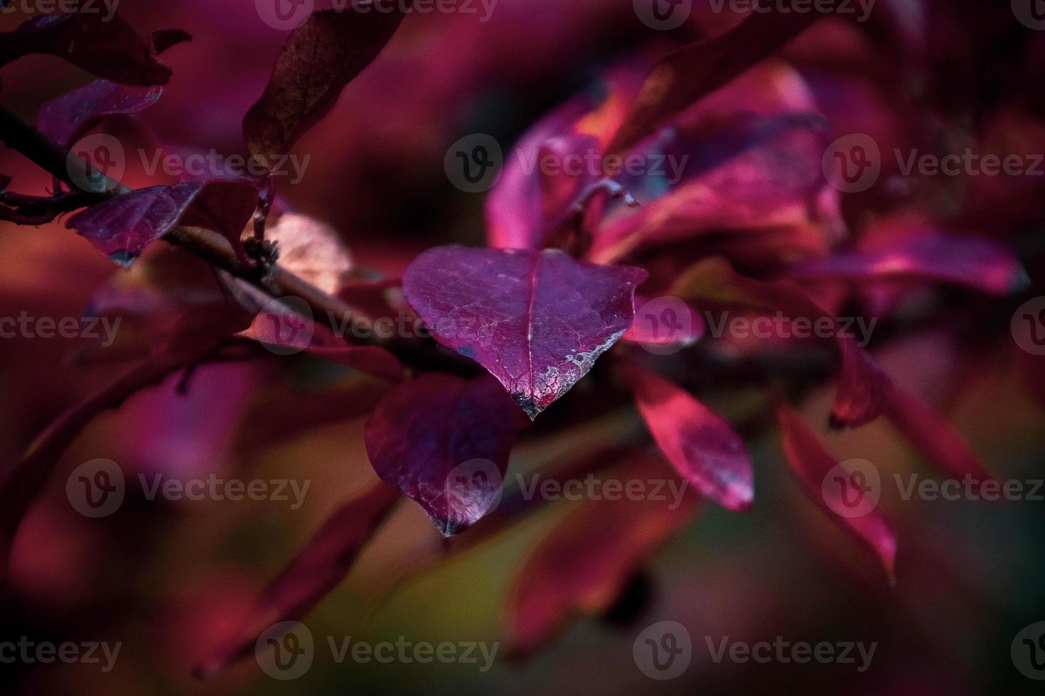 red leaves of a bush in the warm autumn sun photo