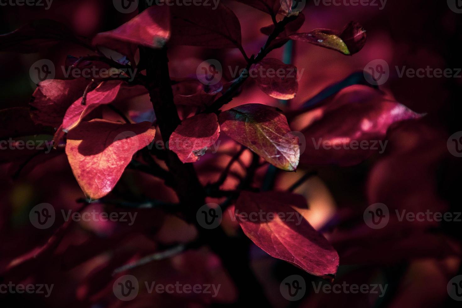 red leaves of a bush in the warm autumn sun photo