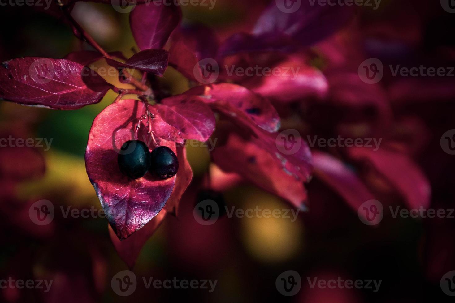 red leaves of a bush in the warm autumn sun photo