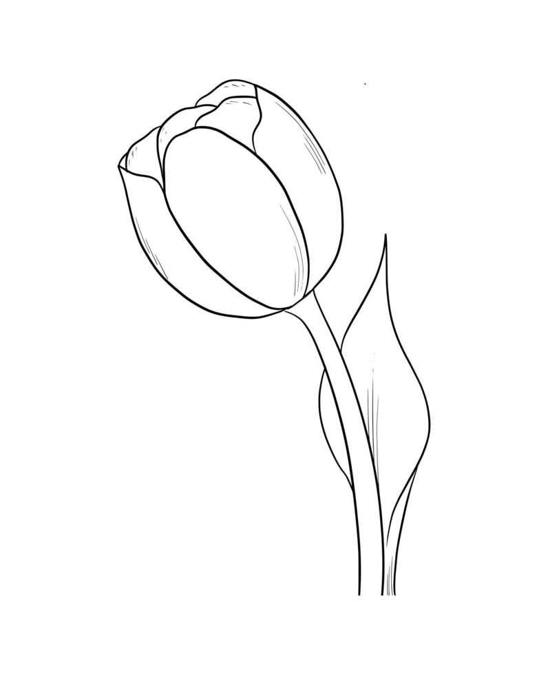 Outline tulip flower isolated on white background vector