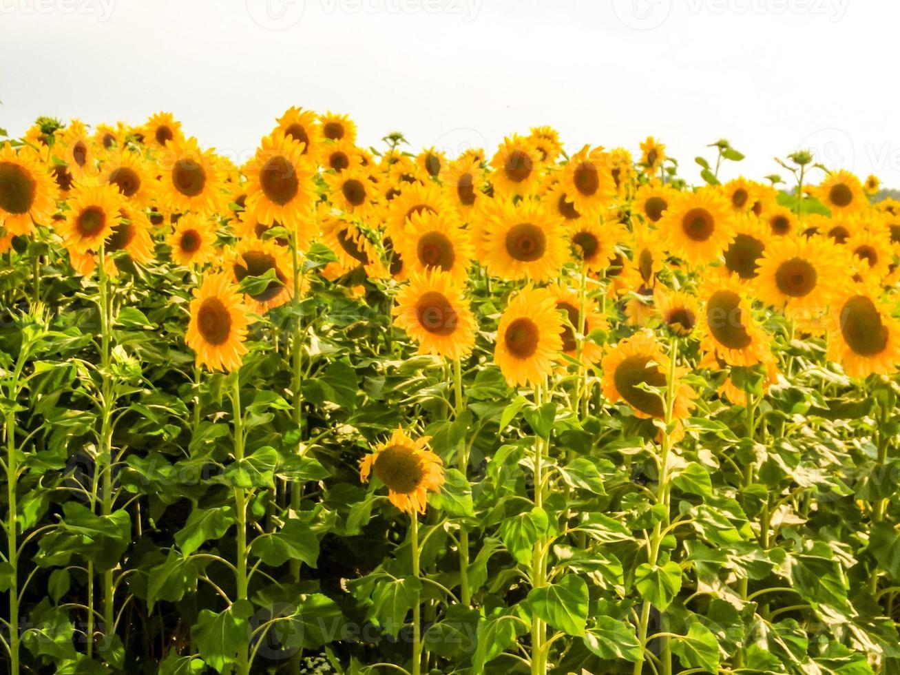 campo de girasoles en verano foto