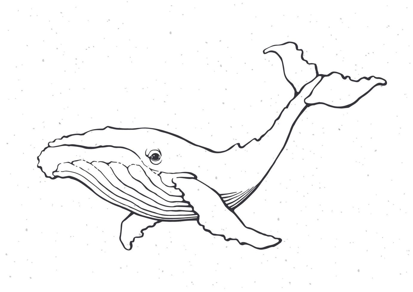 Hand drawn ink illustration of big whale vector