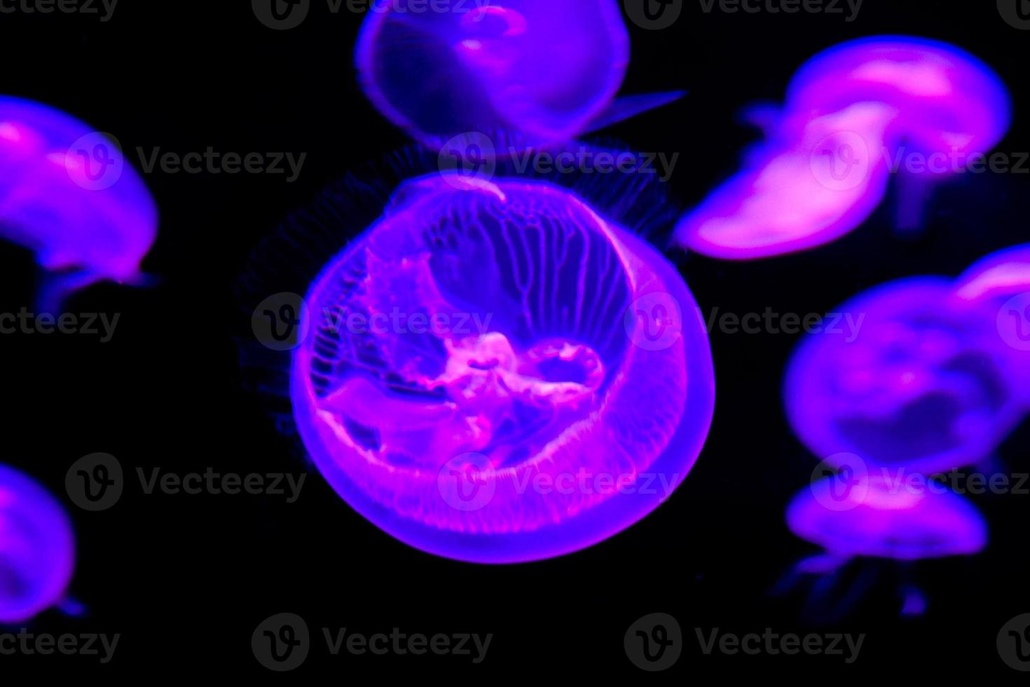 Jellyfish in the water photo