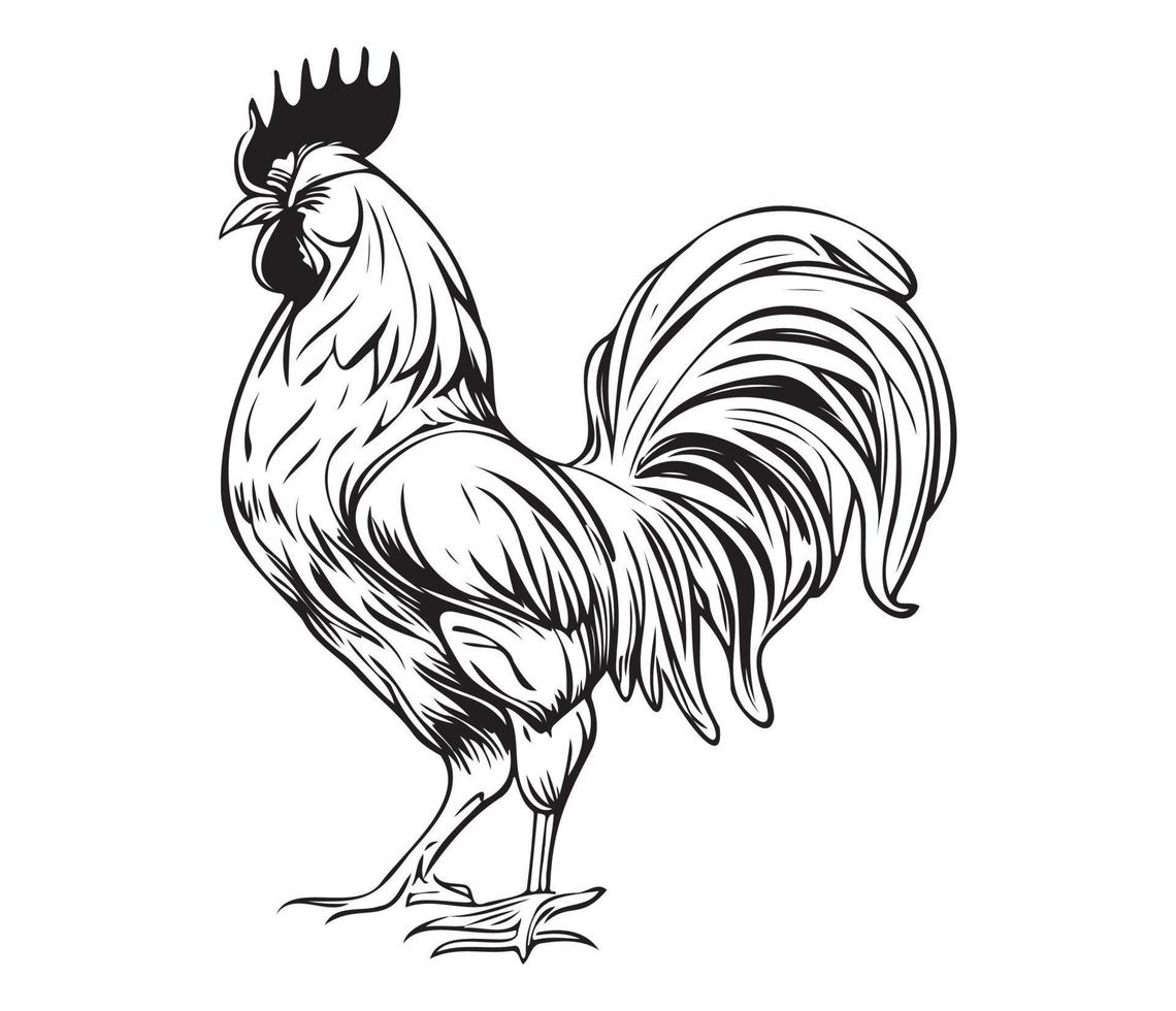 pollo polla gallo, pollos gallos, granja animal ilustración vector