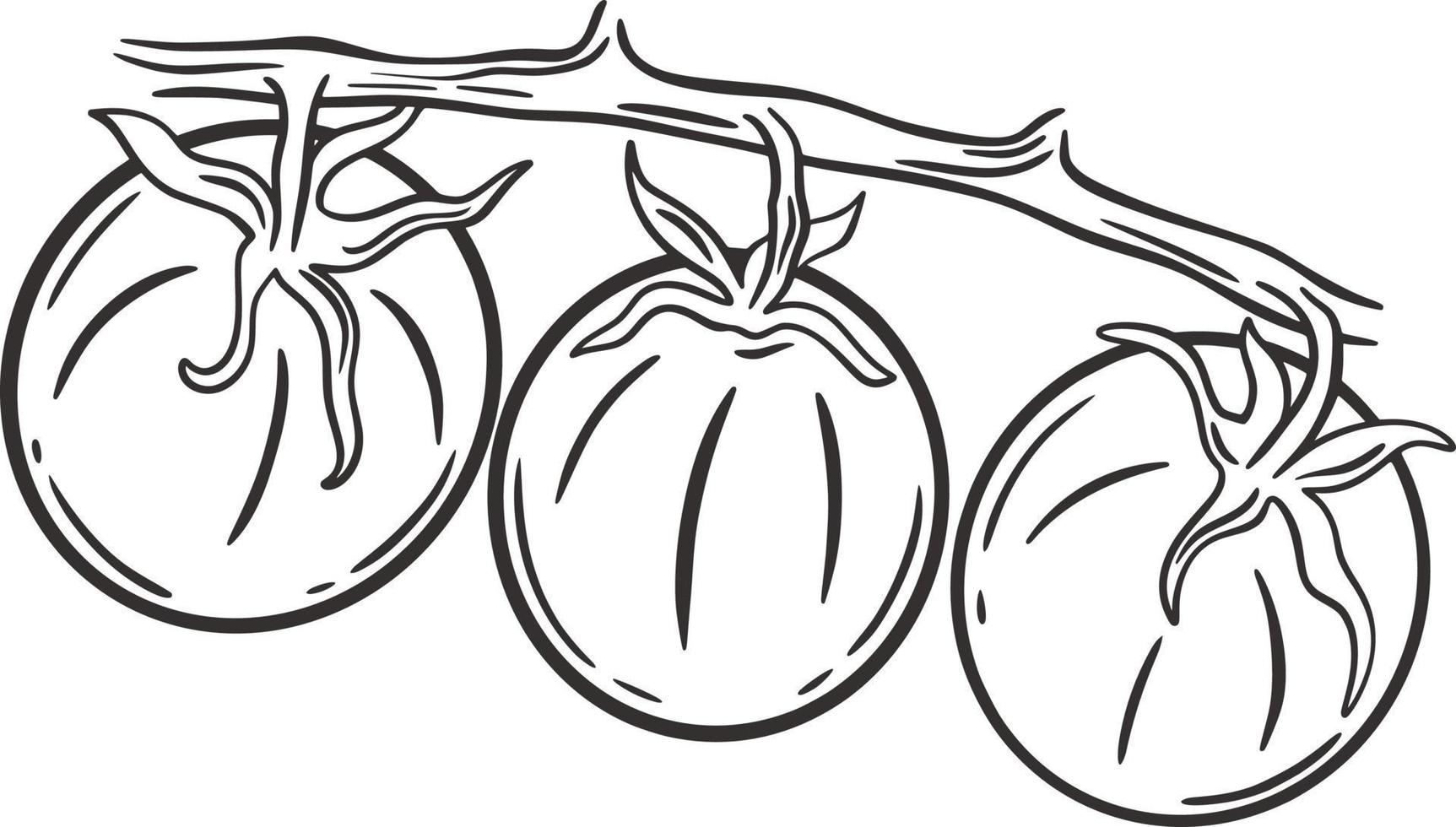 Ripe tomatoes on branch sketch vector