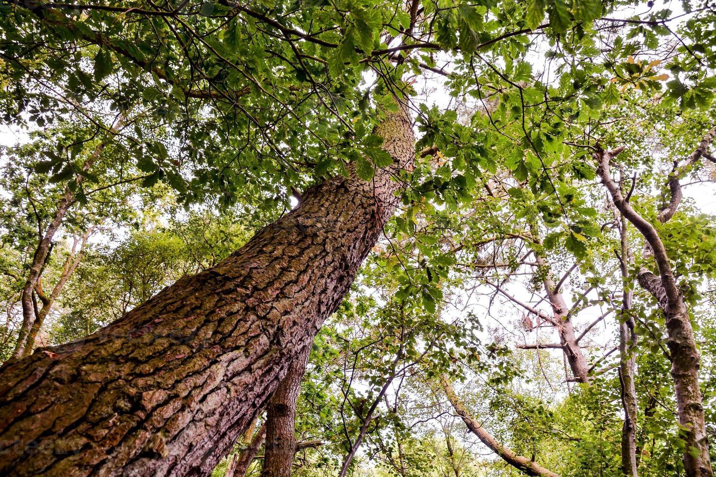 Trees in the forest photo