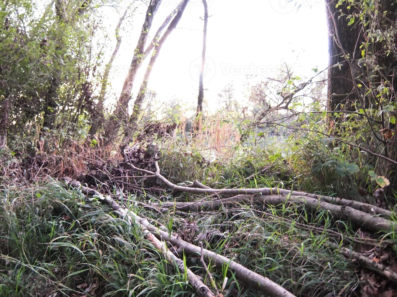 arboles en el bosque foto