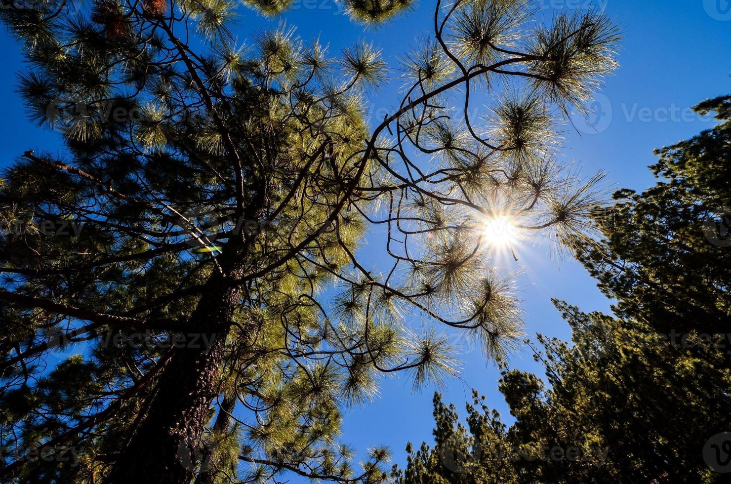 Trees in the forest photo