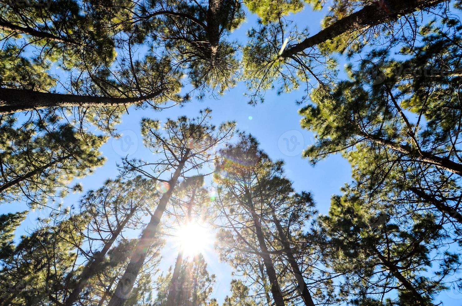 arboles en el bosque foto