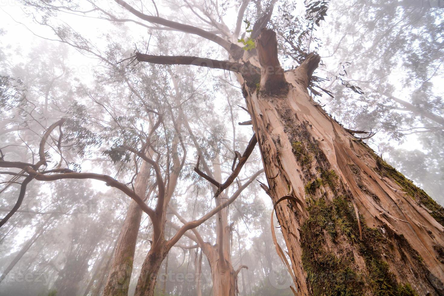 Trees in the forest photo