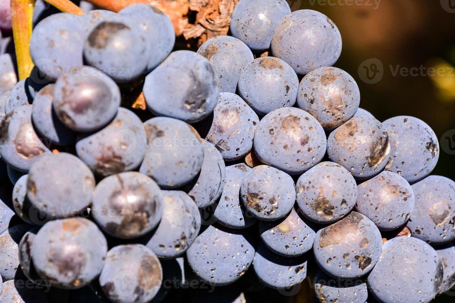 uvas de vino tinto foto