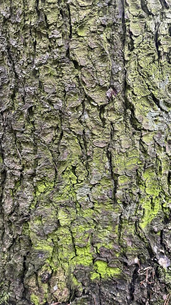 texture of tree bark with moss, moss background, background 22695317