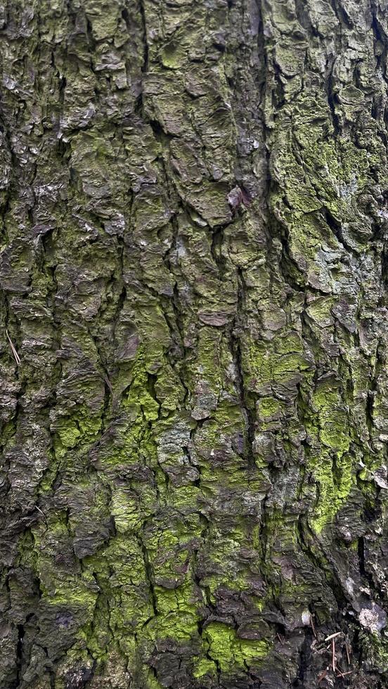 texture of tree bark with moss, moss background, background photo