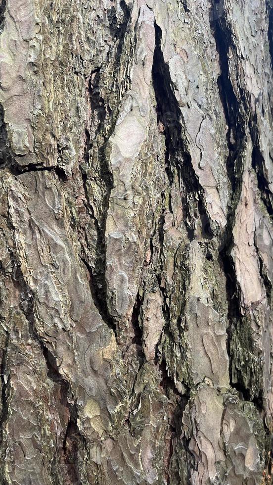 tree bark, bark background, background photo