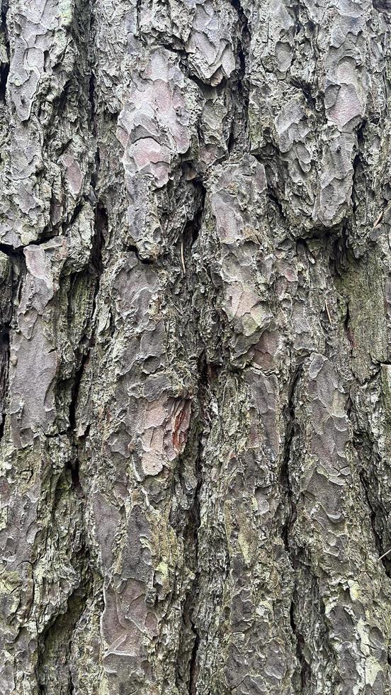 tree bark, bark background, background photo