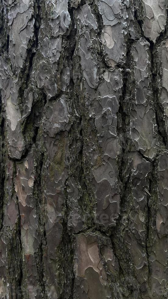 tree bark, bark background, background photo