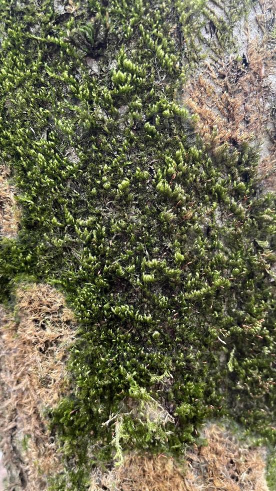 texture of tree bark with moss, moss background, background photo