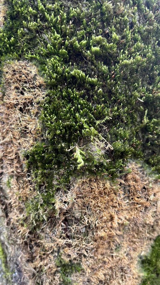 texture of tree bark with moss, moss background, background photo