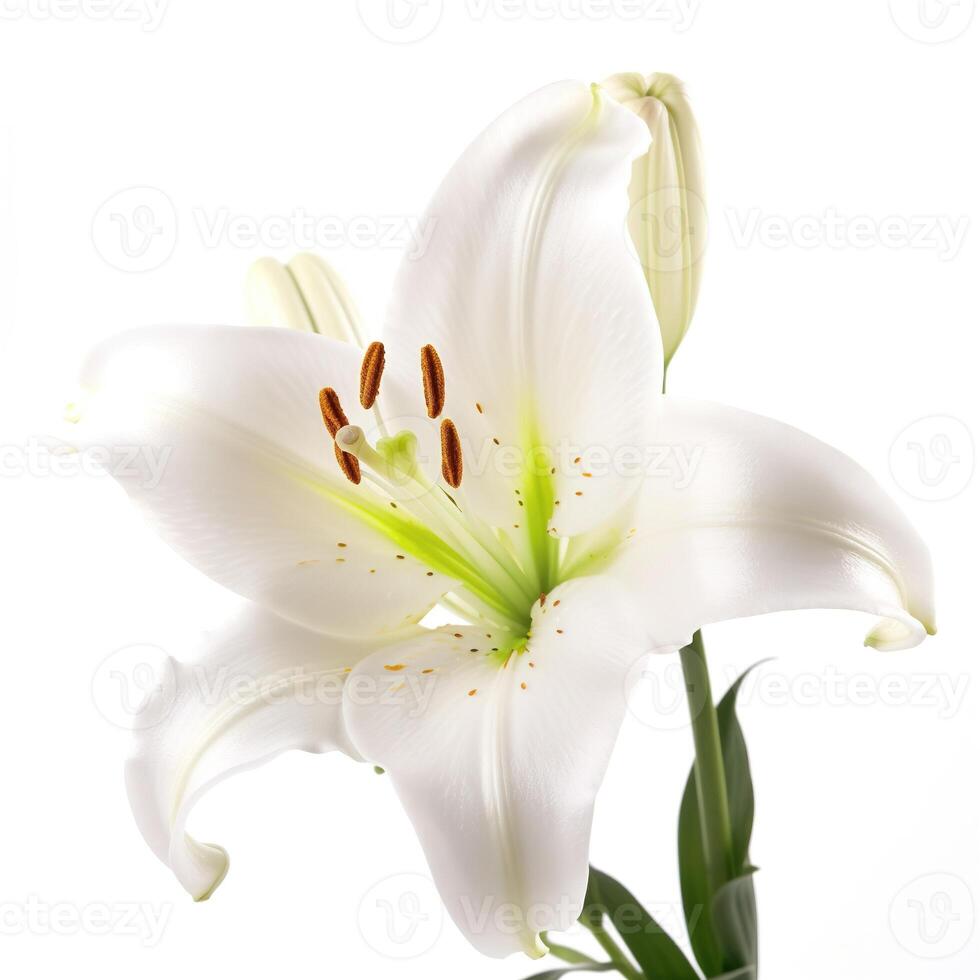 flower isolated on white background. photo