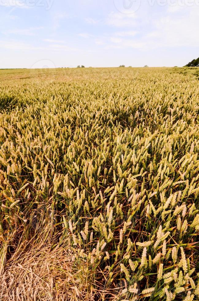 Scenic rural landscape photo