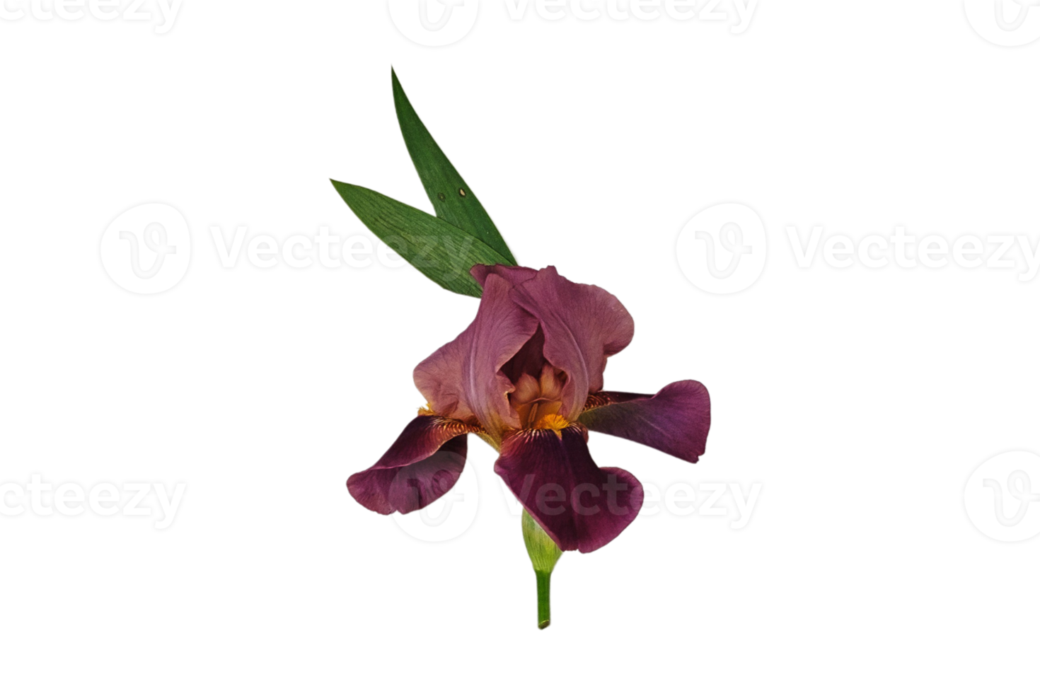 Brown flower isolated on a transparent background 22695950 PNG