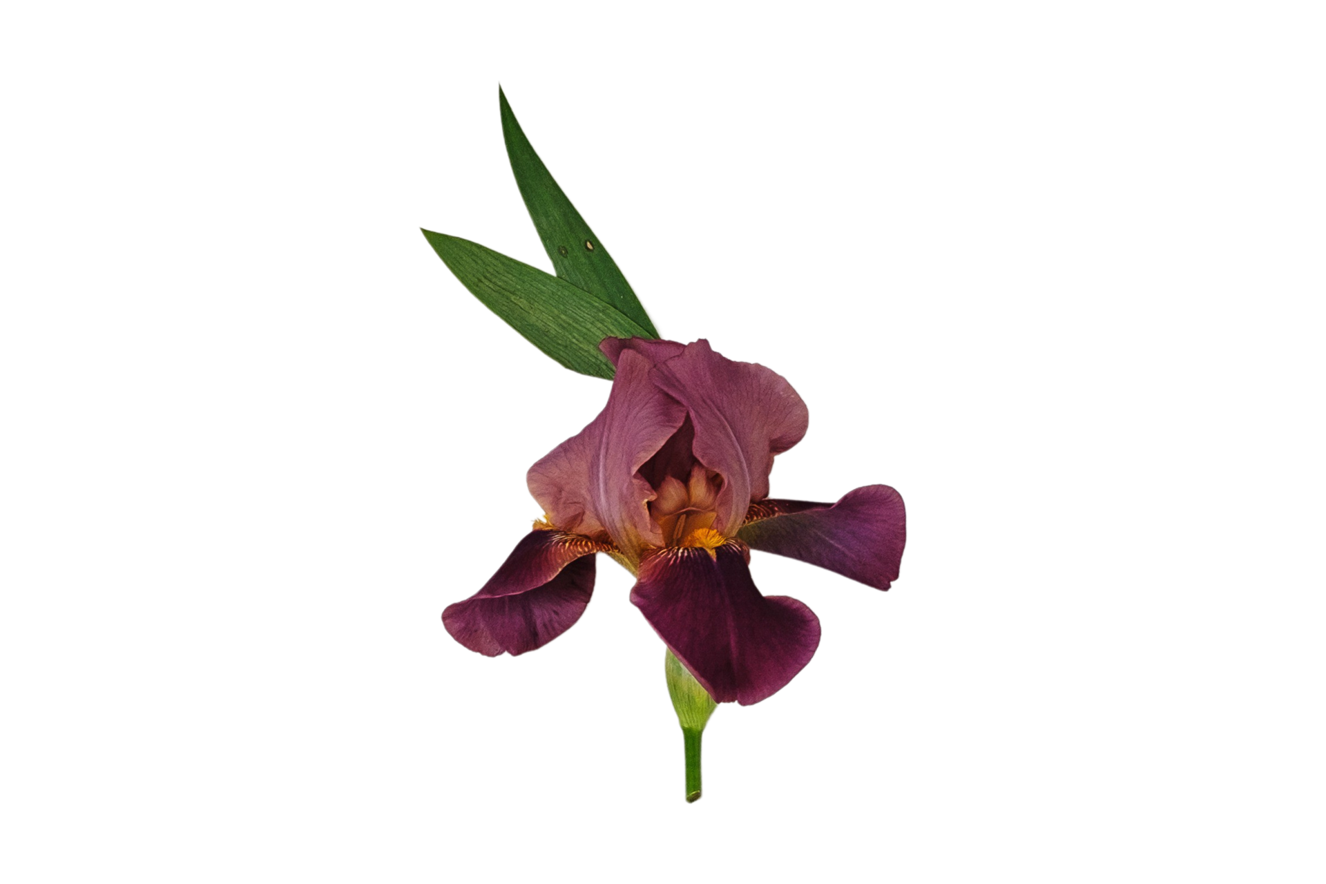 Brown flower isolated on a transparent background 22695950 PNG