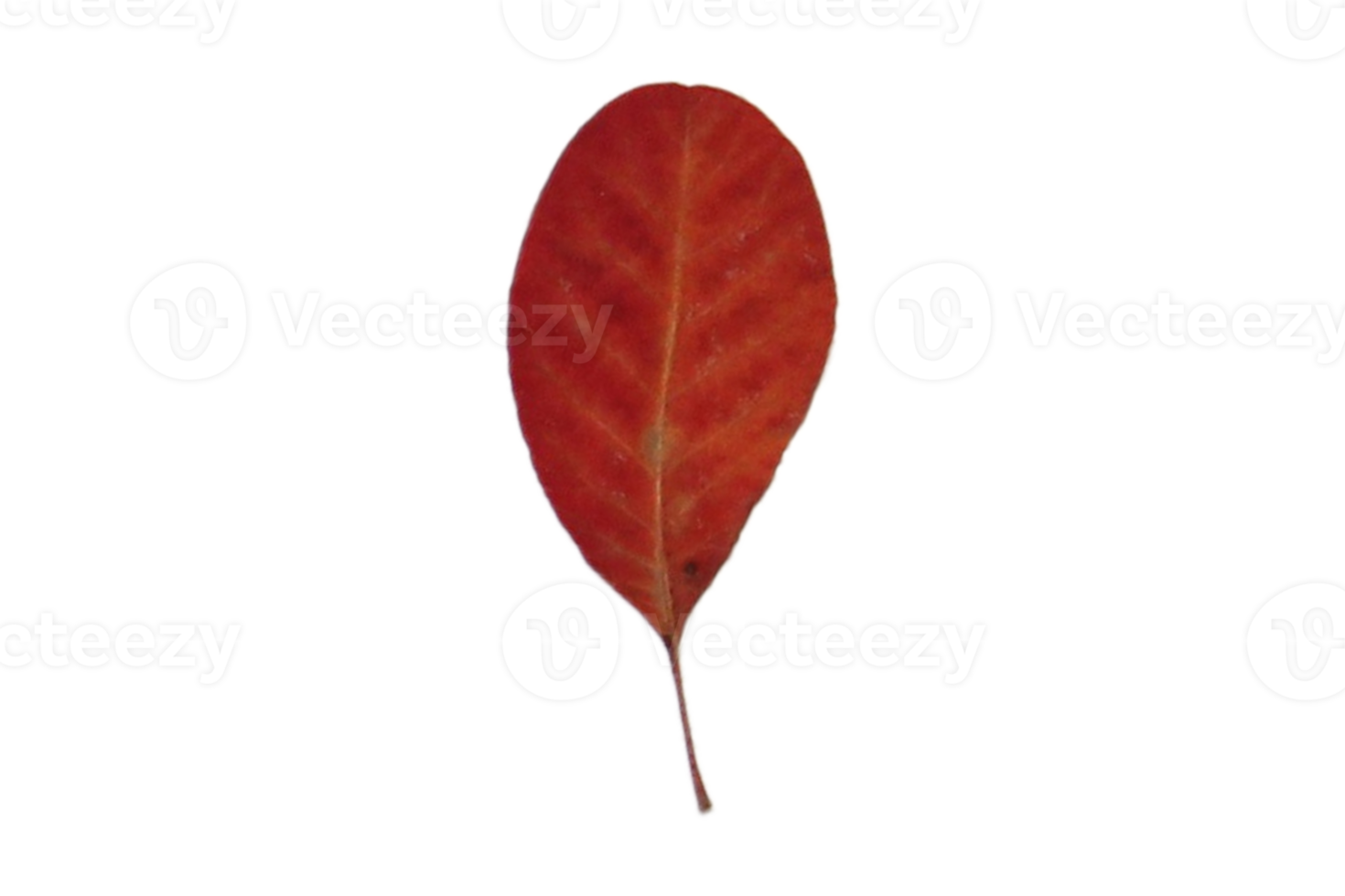 Red leaf isolated on a transparent background png