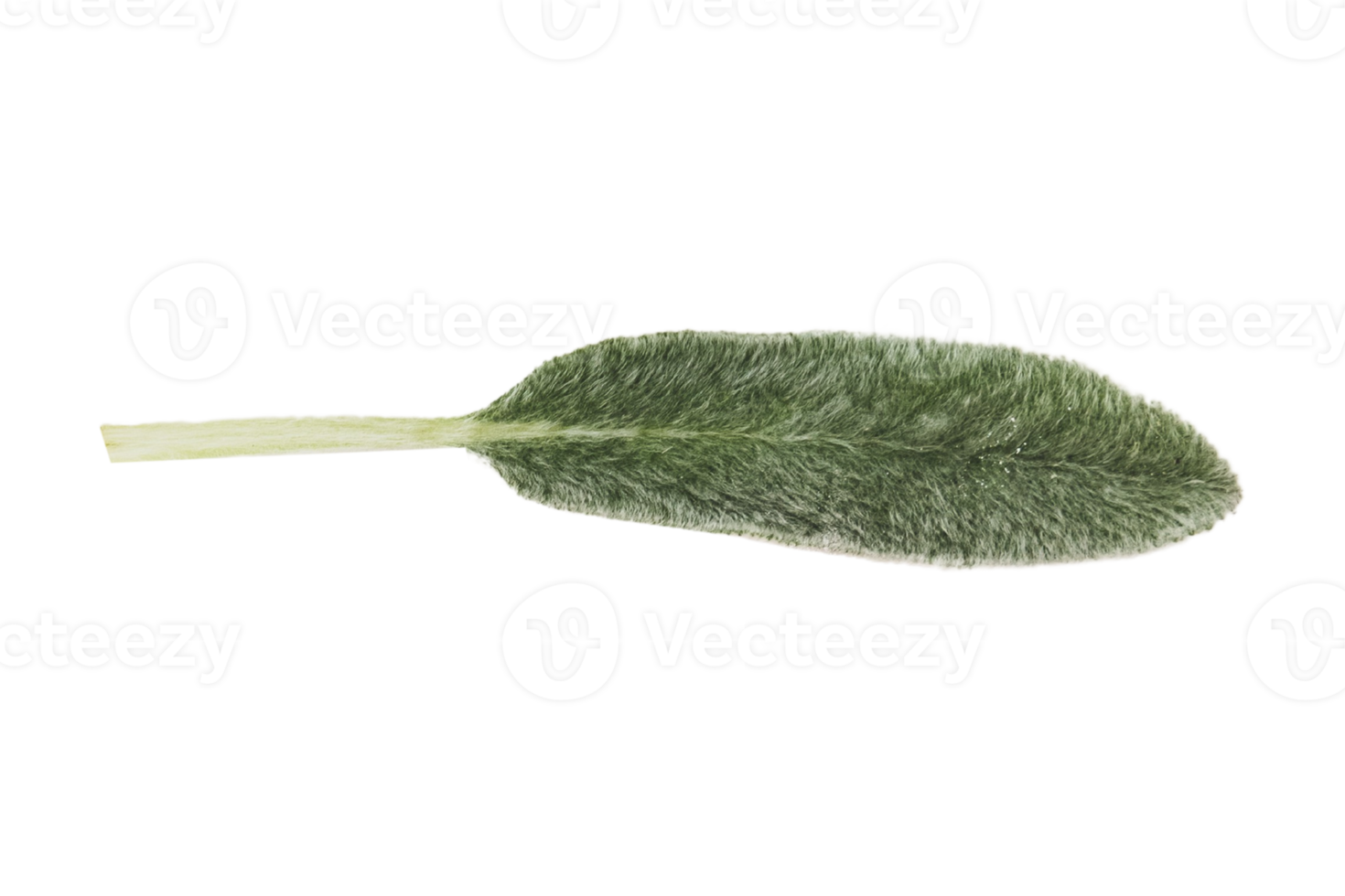 Fresh leaf isolated on a transparent background png